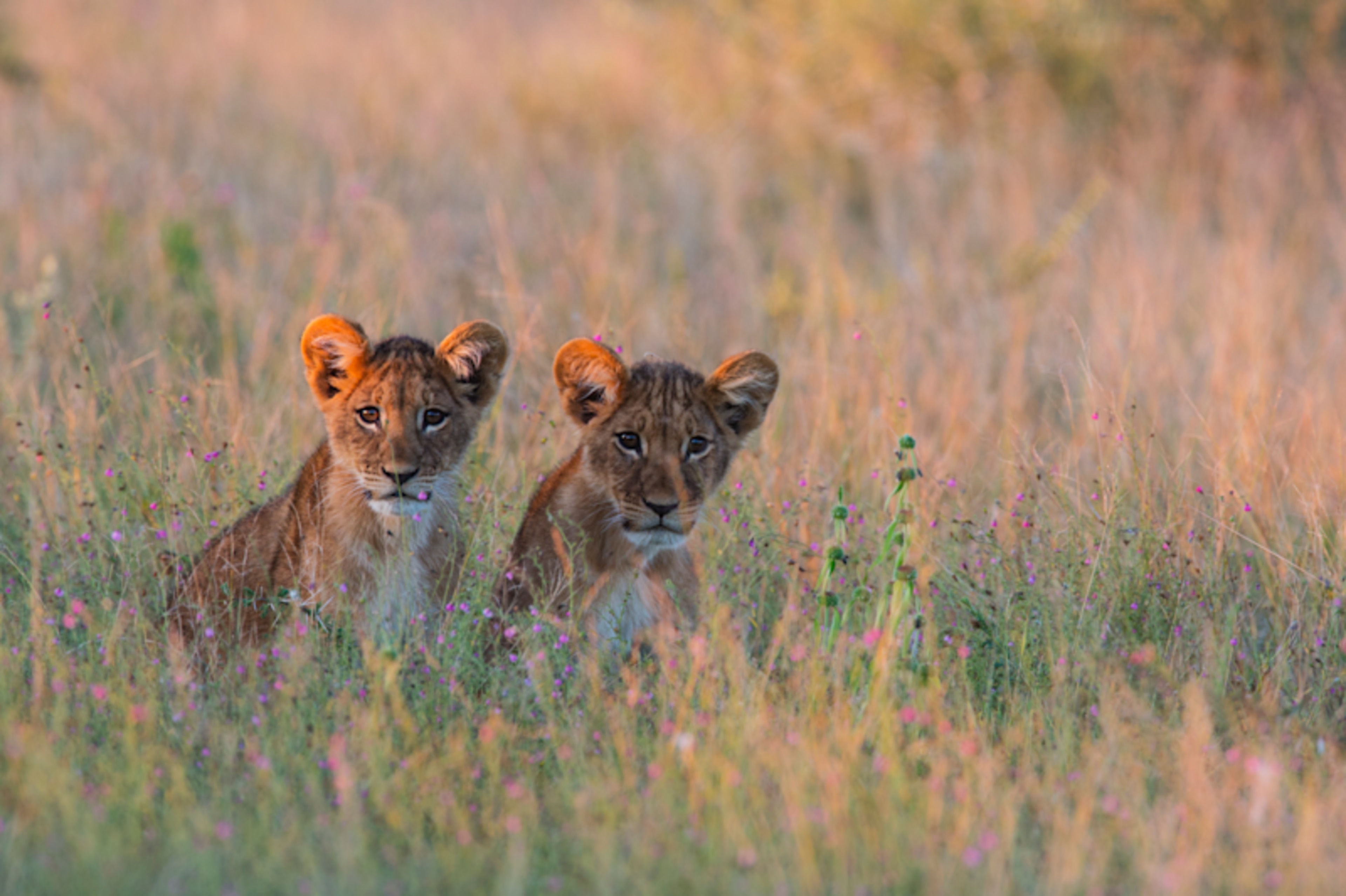The Best of Botswana & Victoria Falls