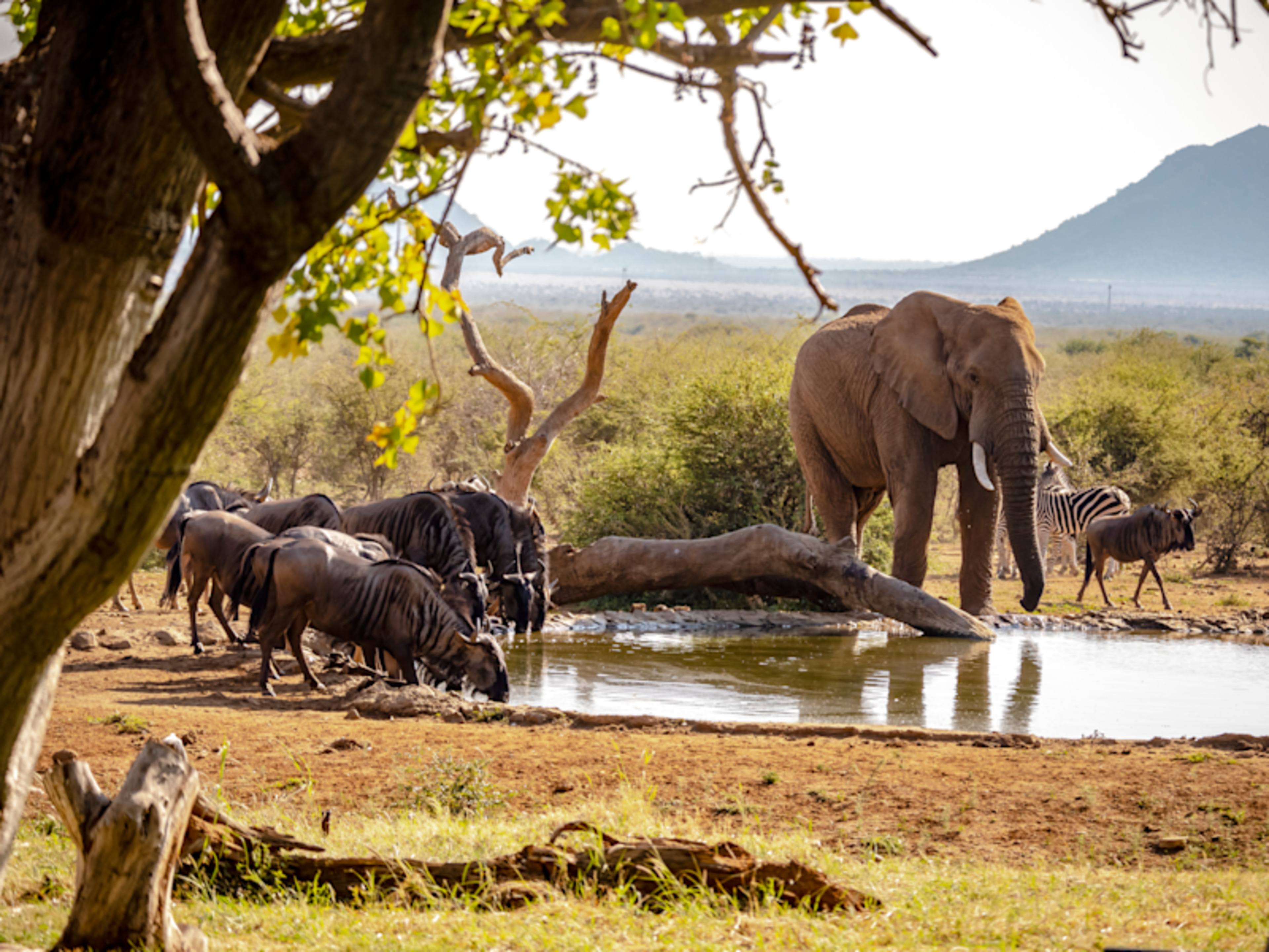 Essential South Africa: Big Five Safari