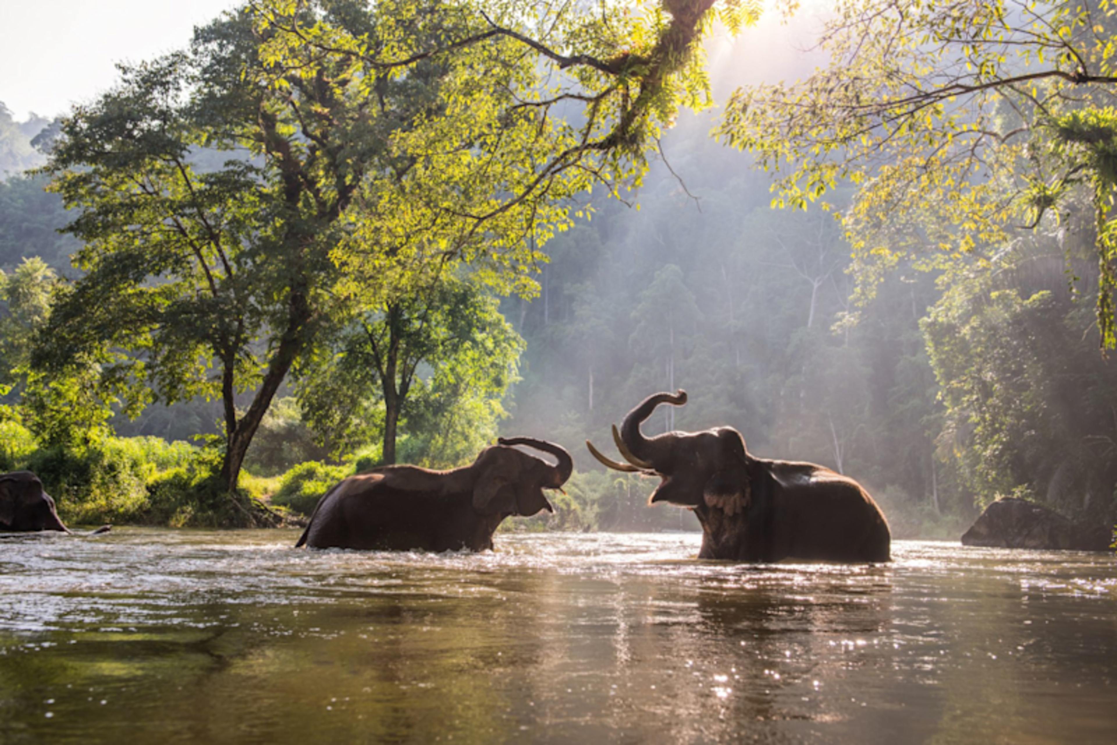 Thailand Signature: Northern Elephants & Islands