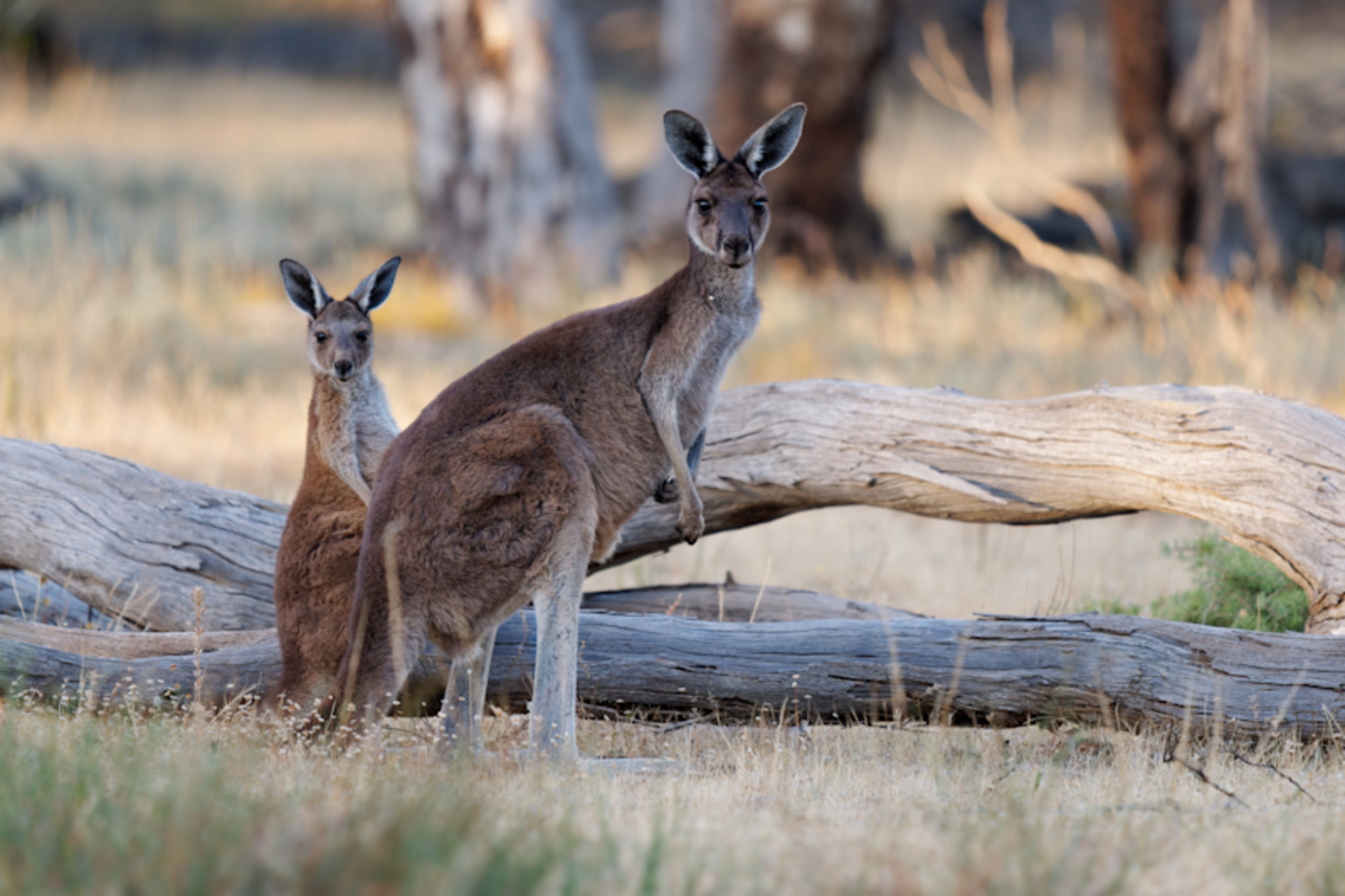 Wild Australia & Active Adventure