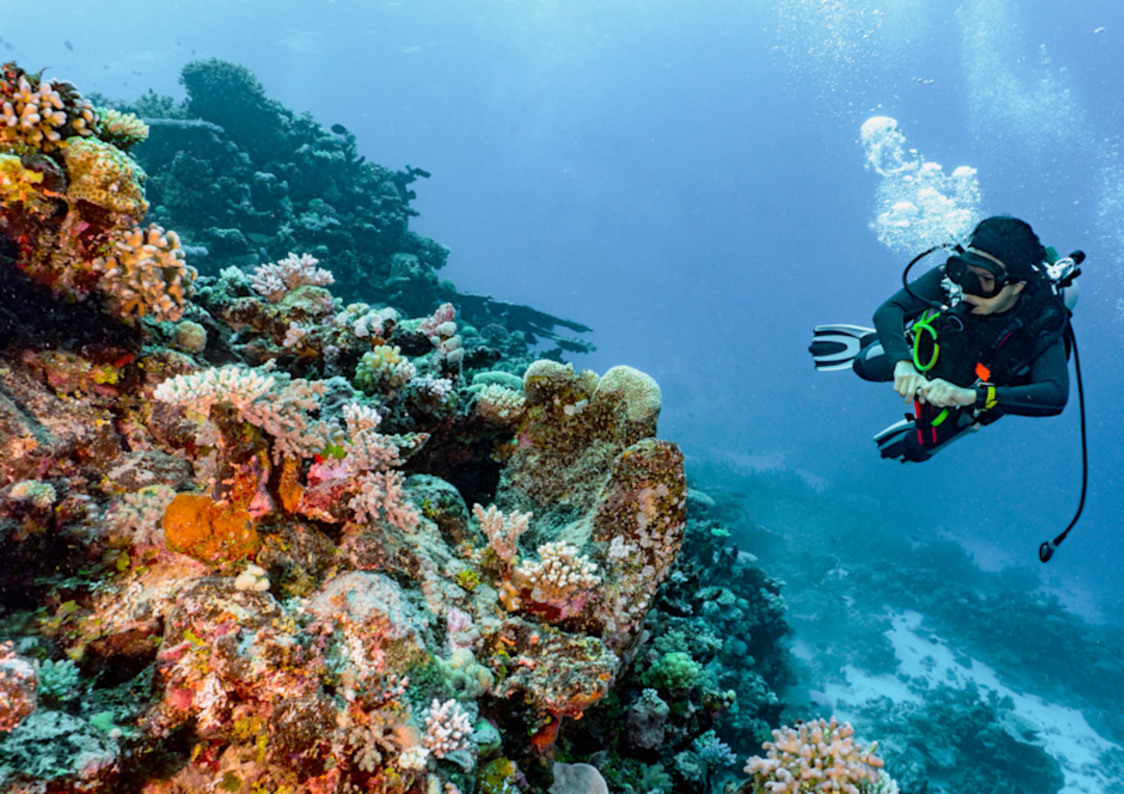 Sydney, Rock, & Reef Explorer