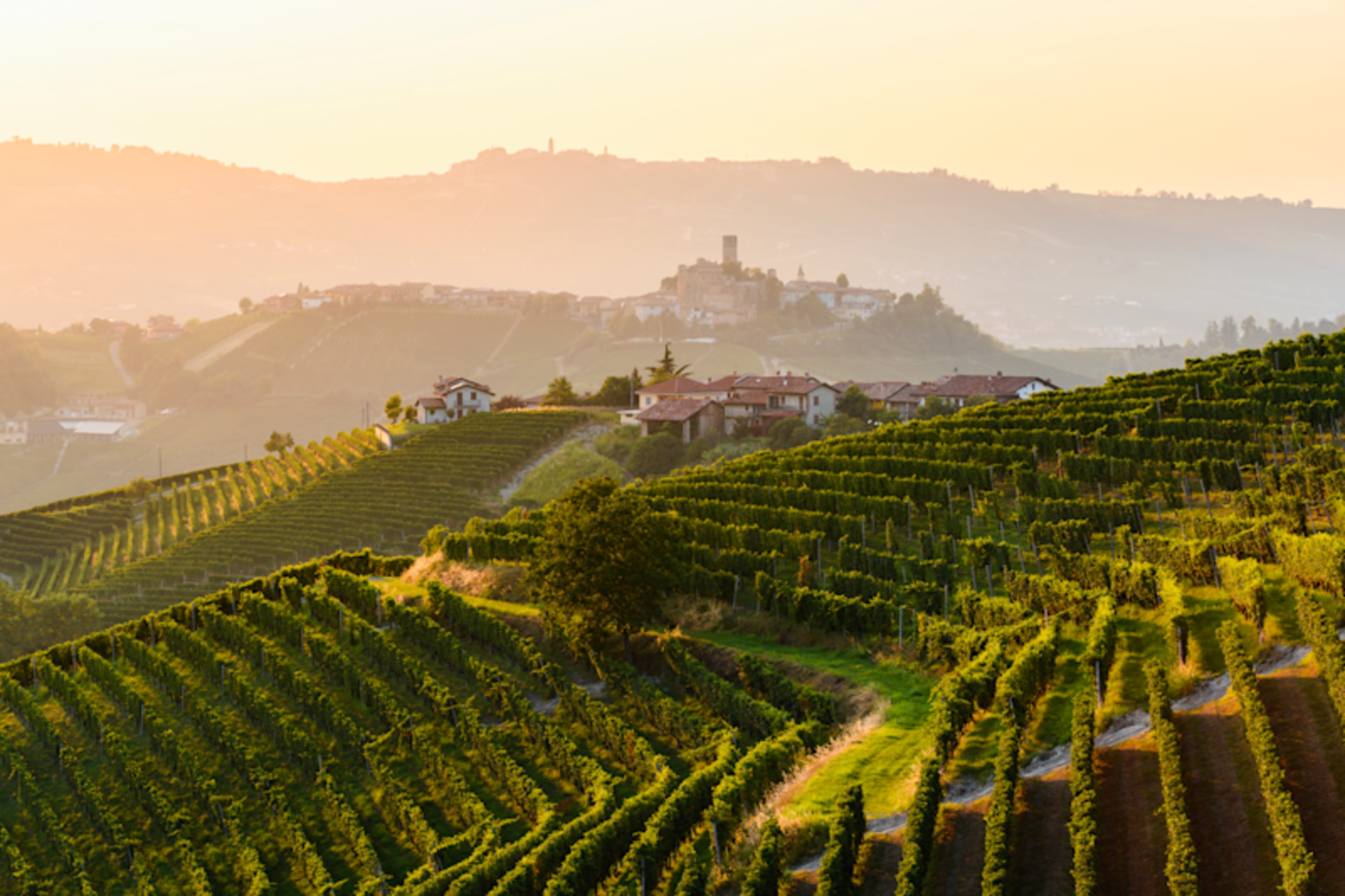 Savoring Northern Italy: Barolo Wines & Bologna