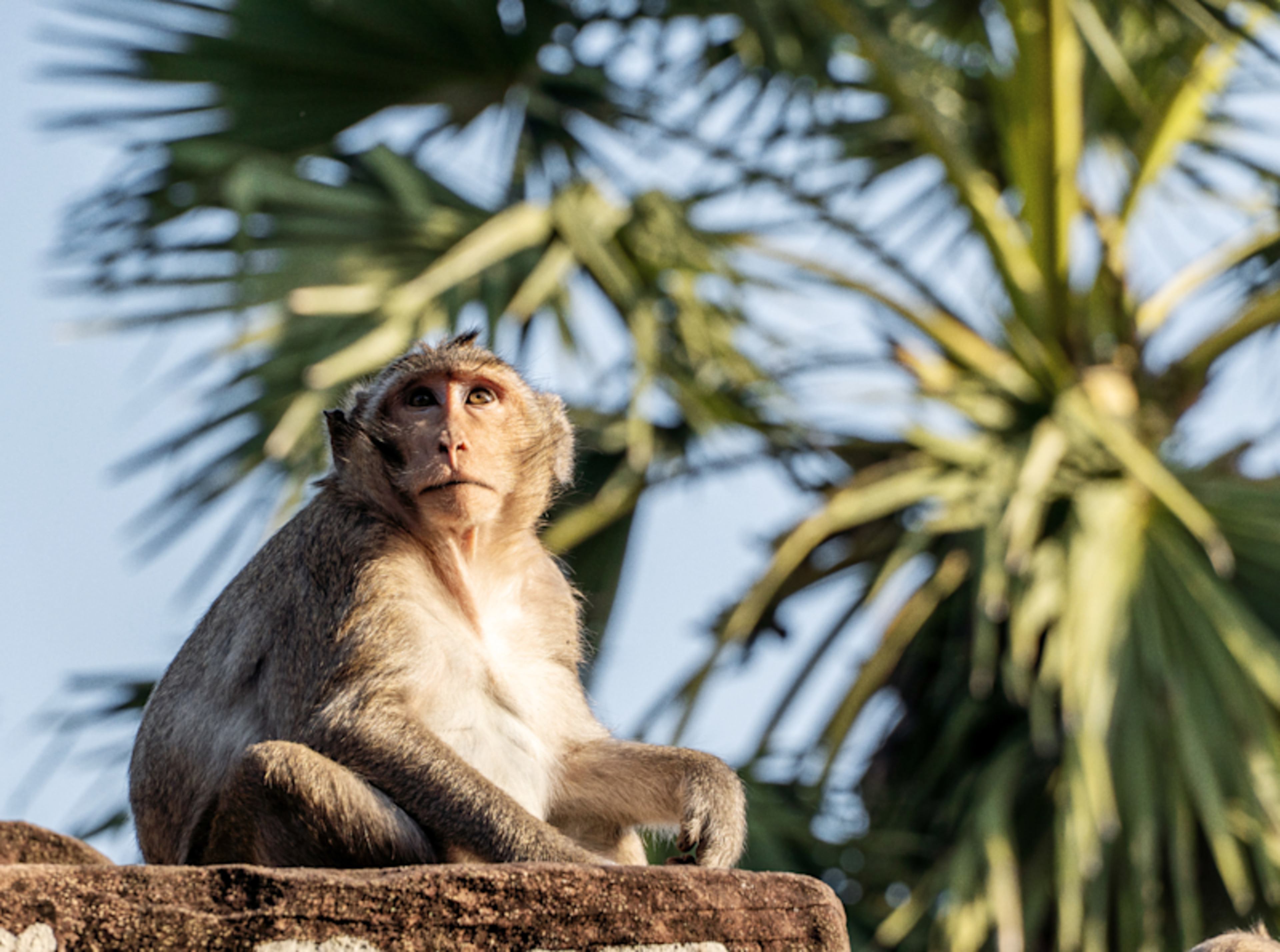Cambodian Wildlife & Khmer Kingdom