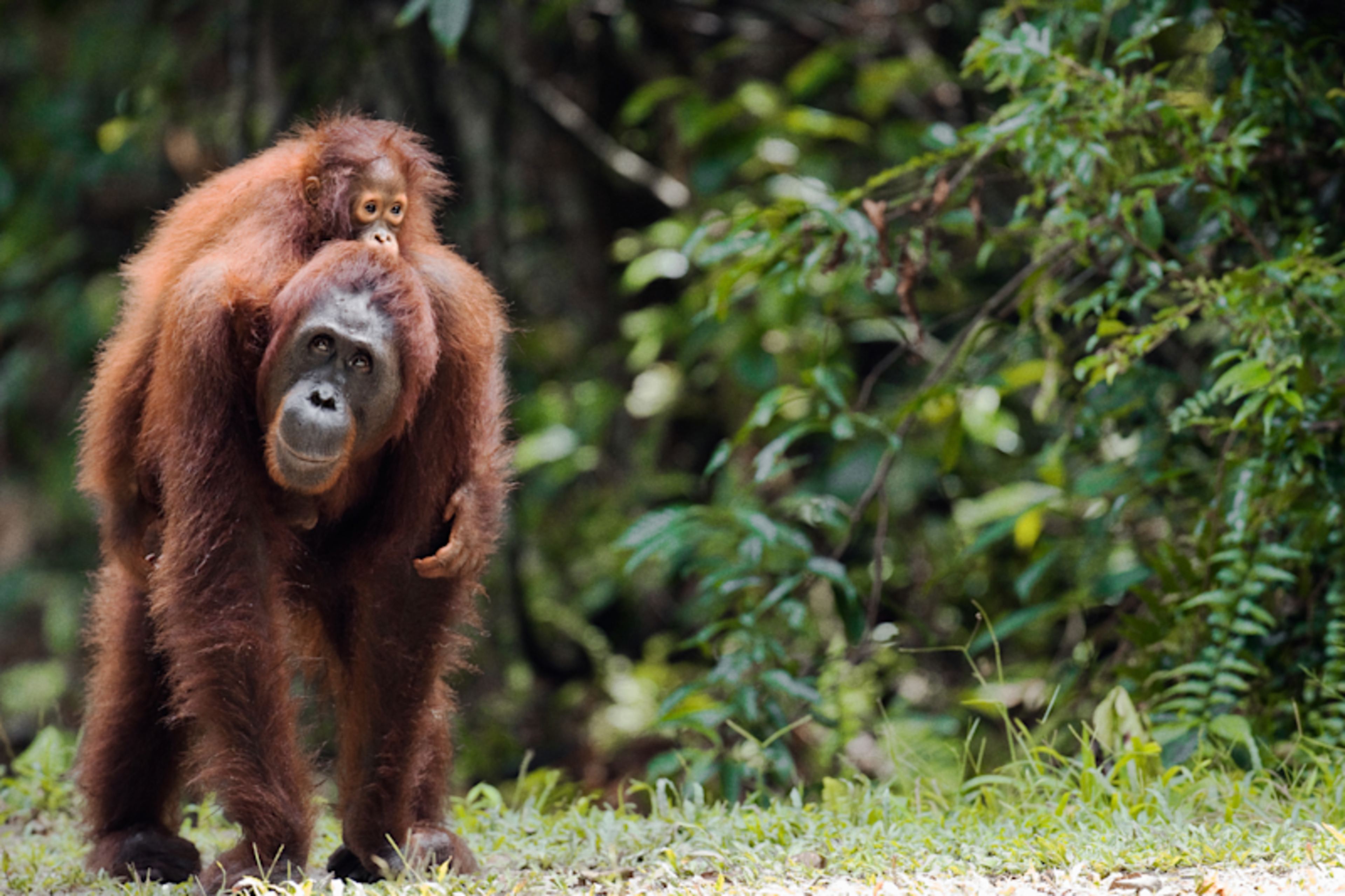 Borneo: Wildlife and Coast
