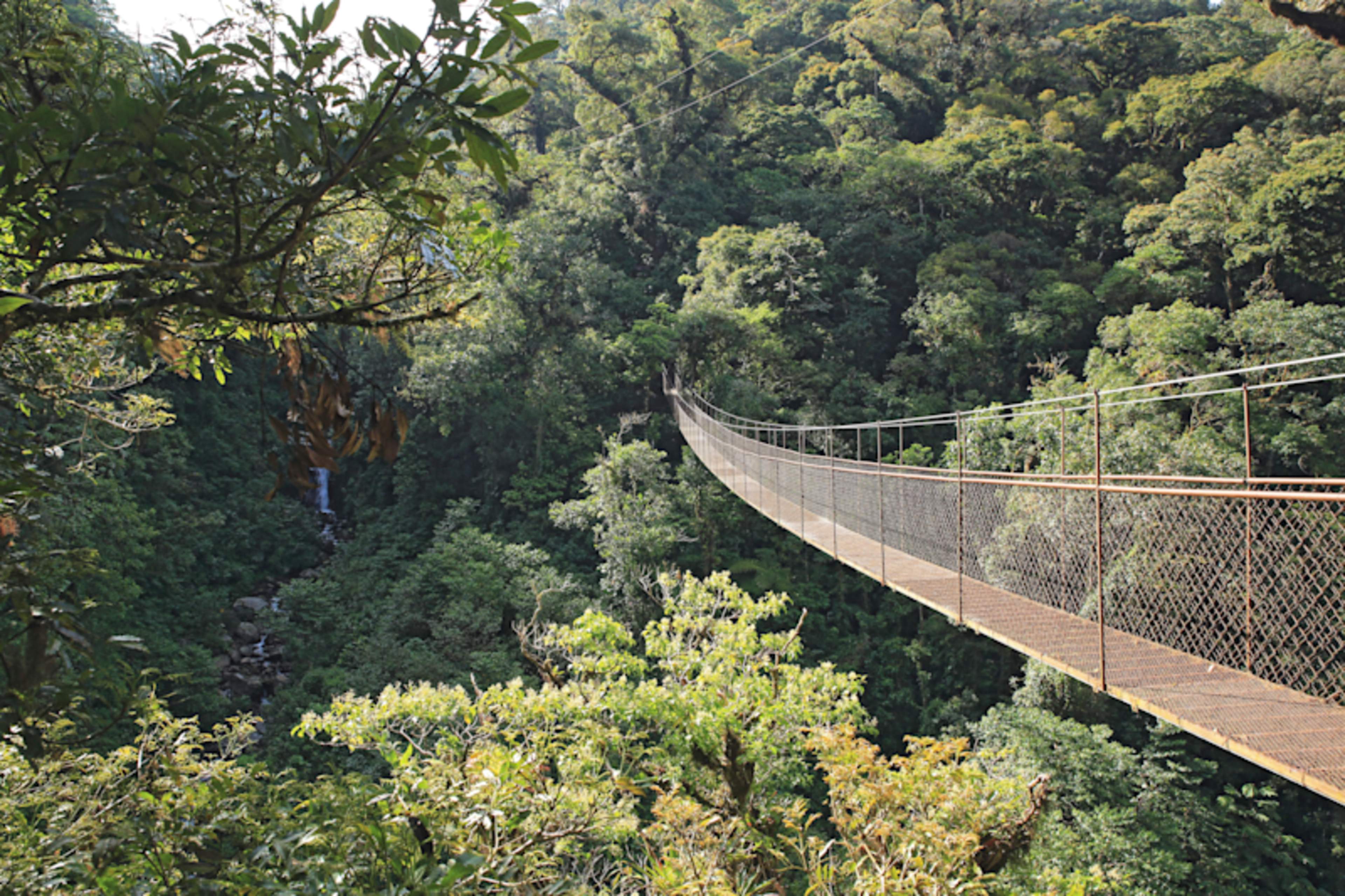 Cloudforest and Caribbean Islands