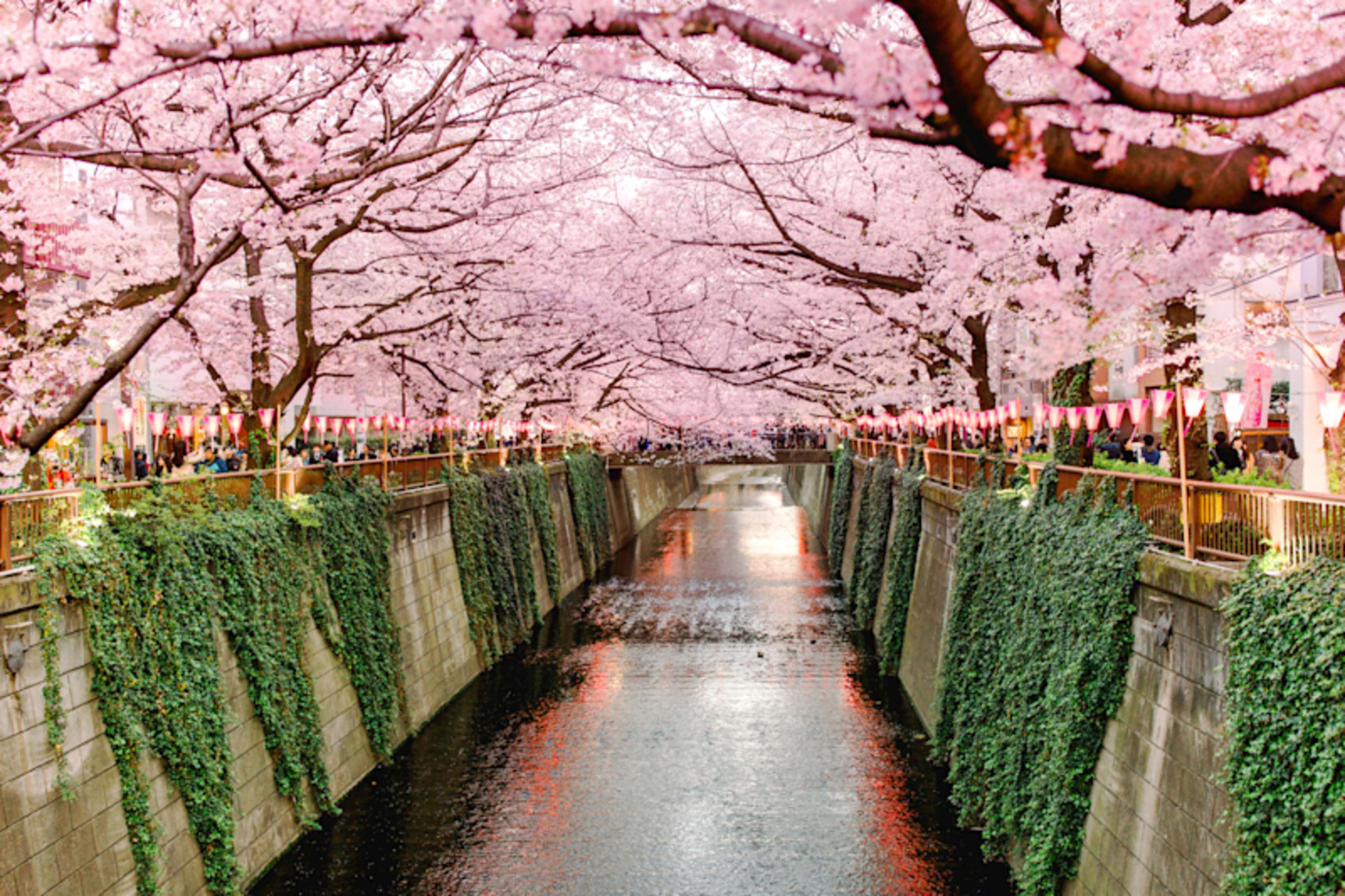 Japan in Bloom: Sakura Season Highlights