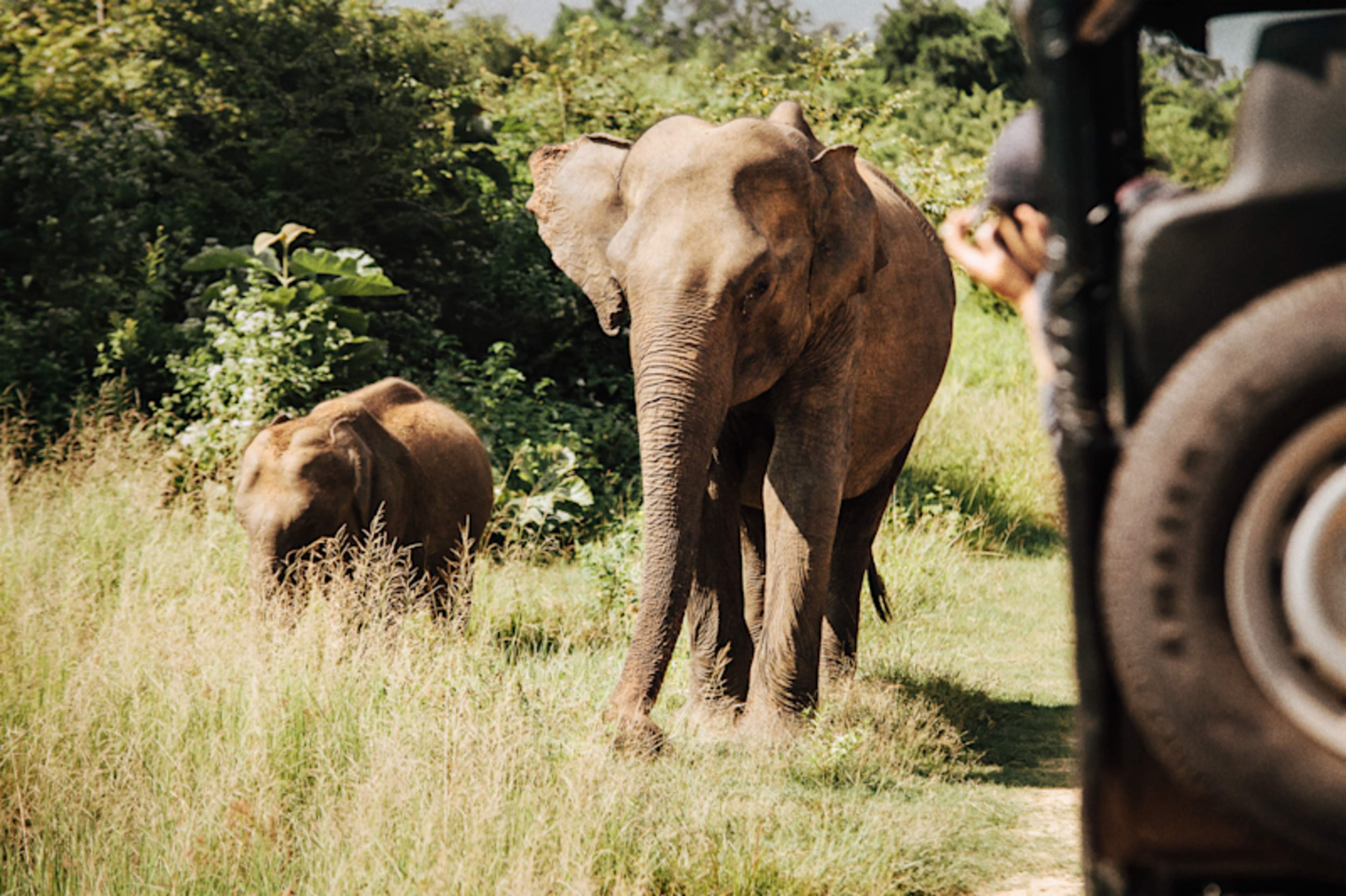 Wildlife & Culture of Sri Lanka
