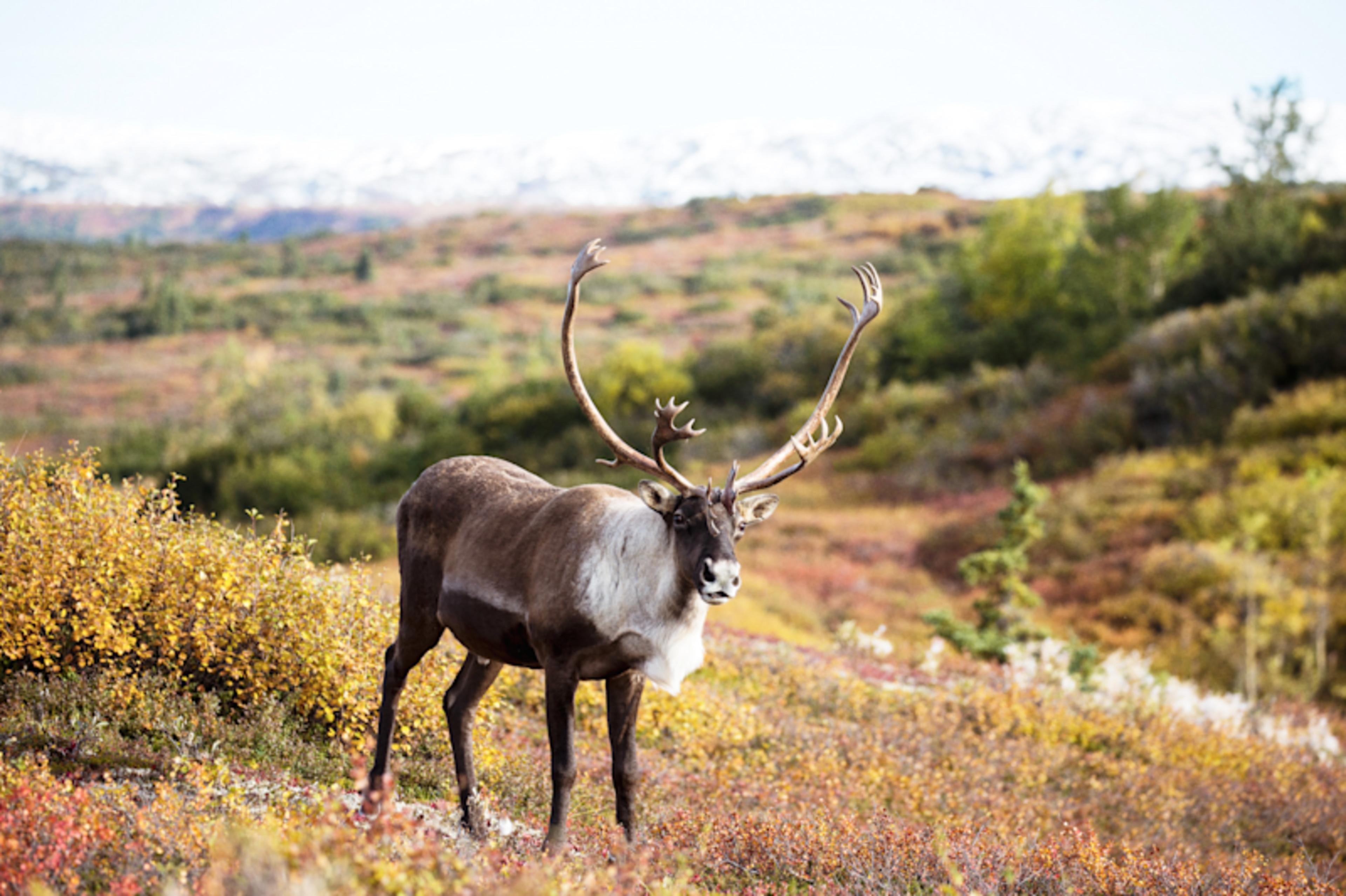 Discover Alaska: Wildlife, Fjords & Rail
