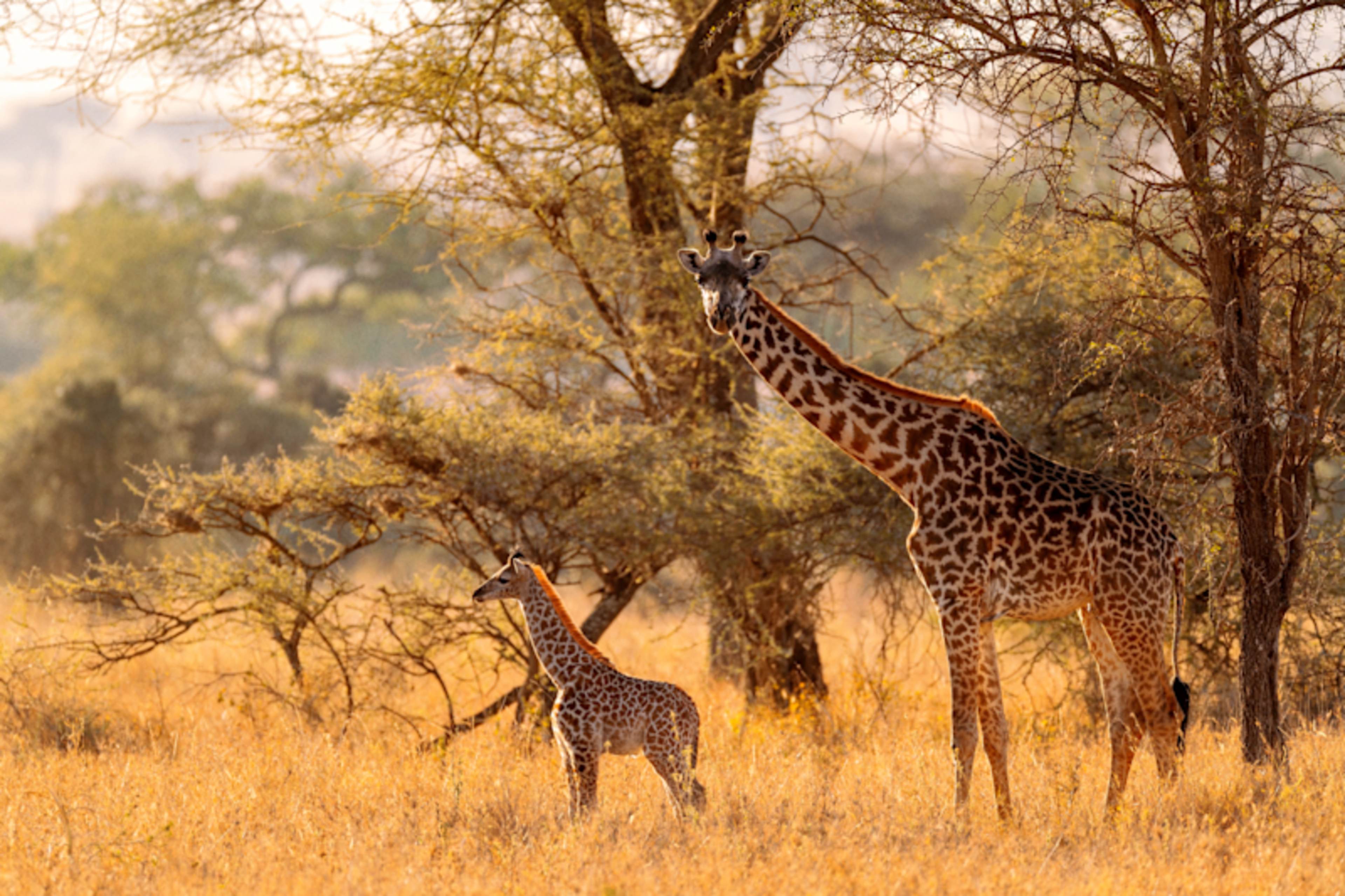 Luxury Kenya Safari with Giraffe Manor