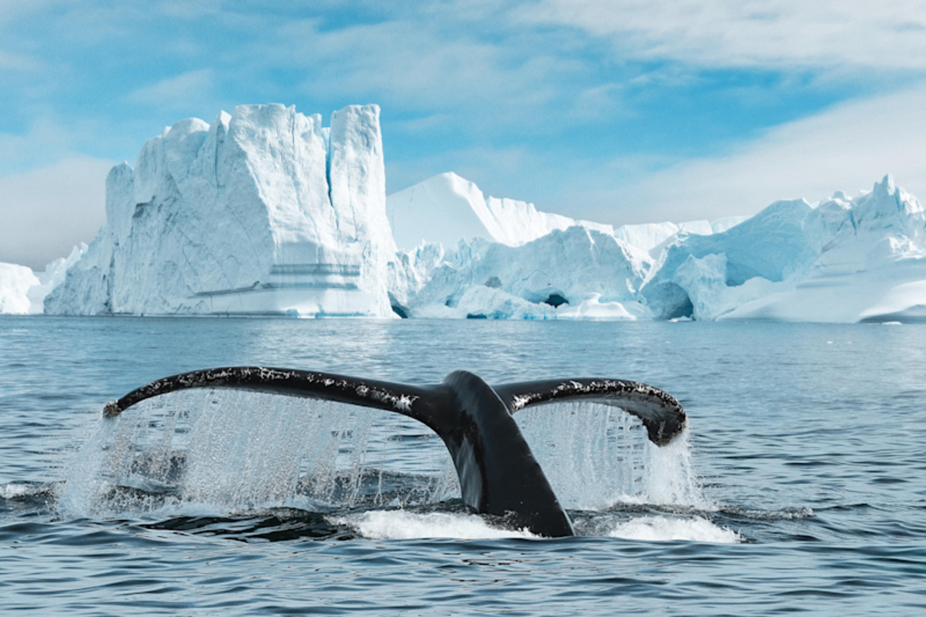 Canadian Arctic Expedition: Icebergs & Wildlife