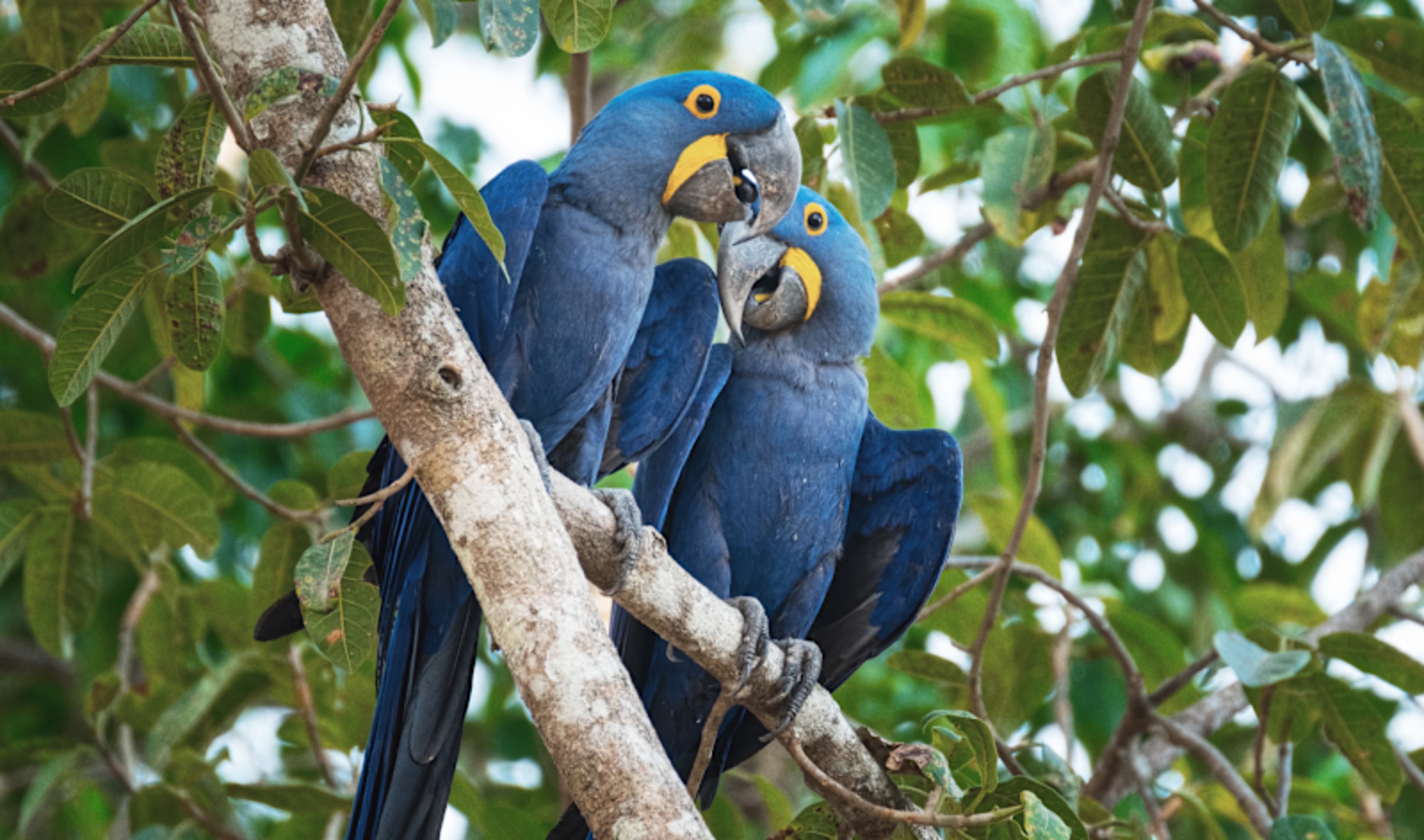 The Amazon: In the Spirit of Roosevelt 