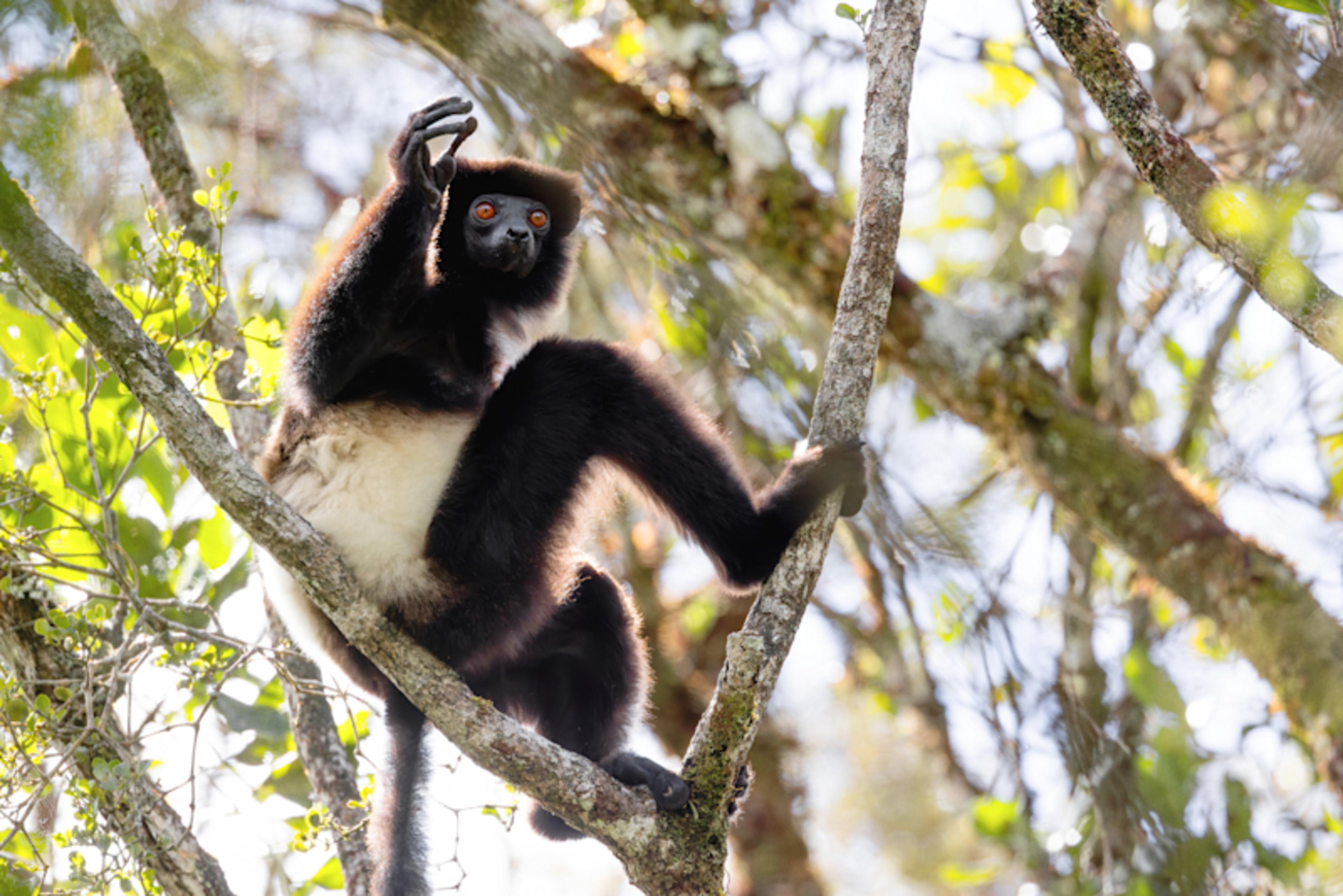 Madagascar Lemur Fever
