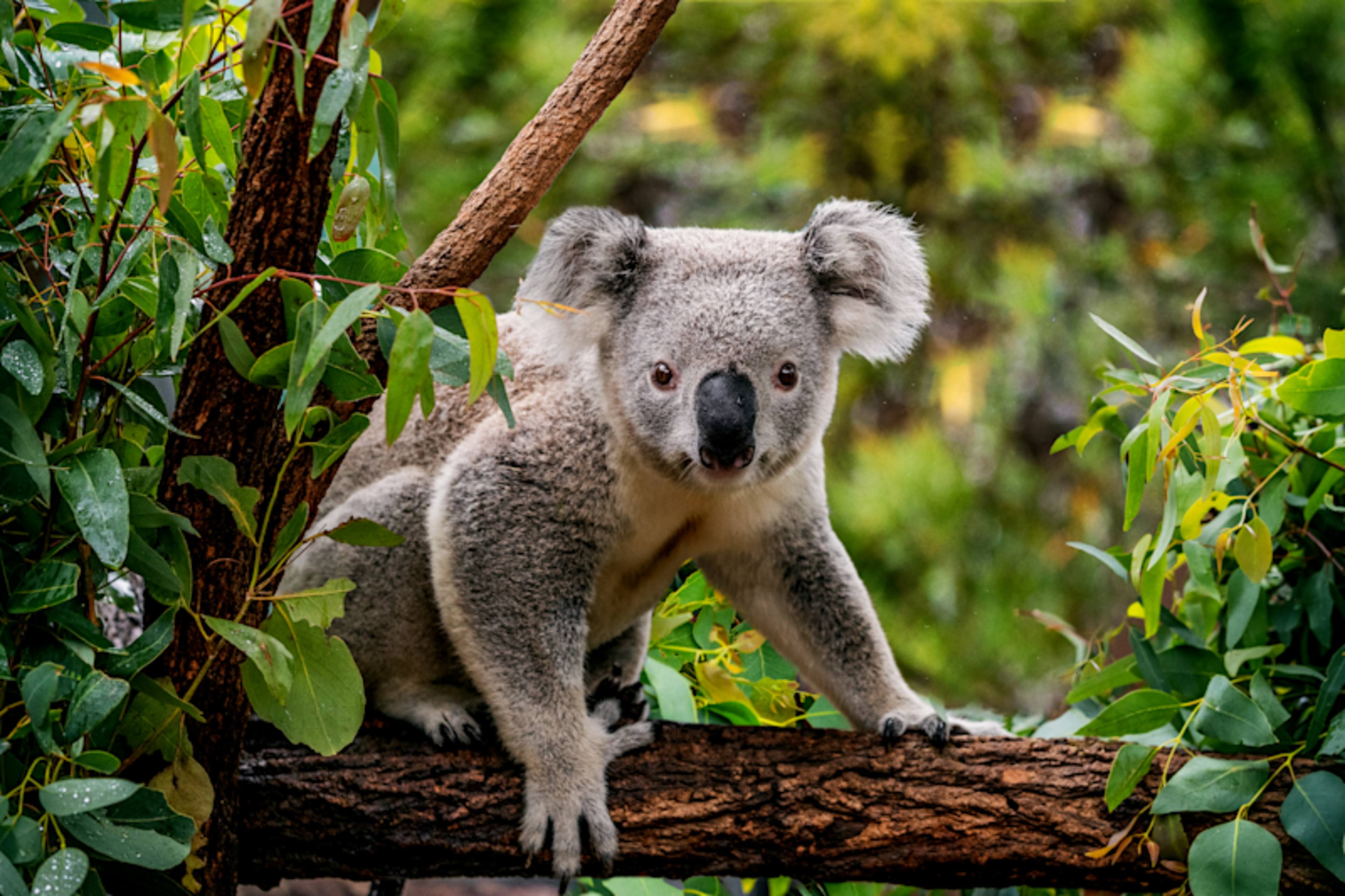 Australia for Families: Beach & Wildlife