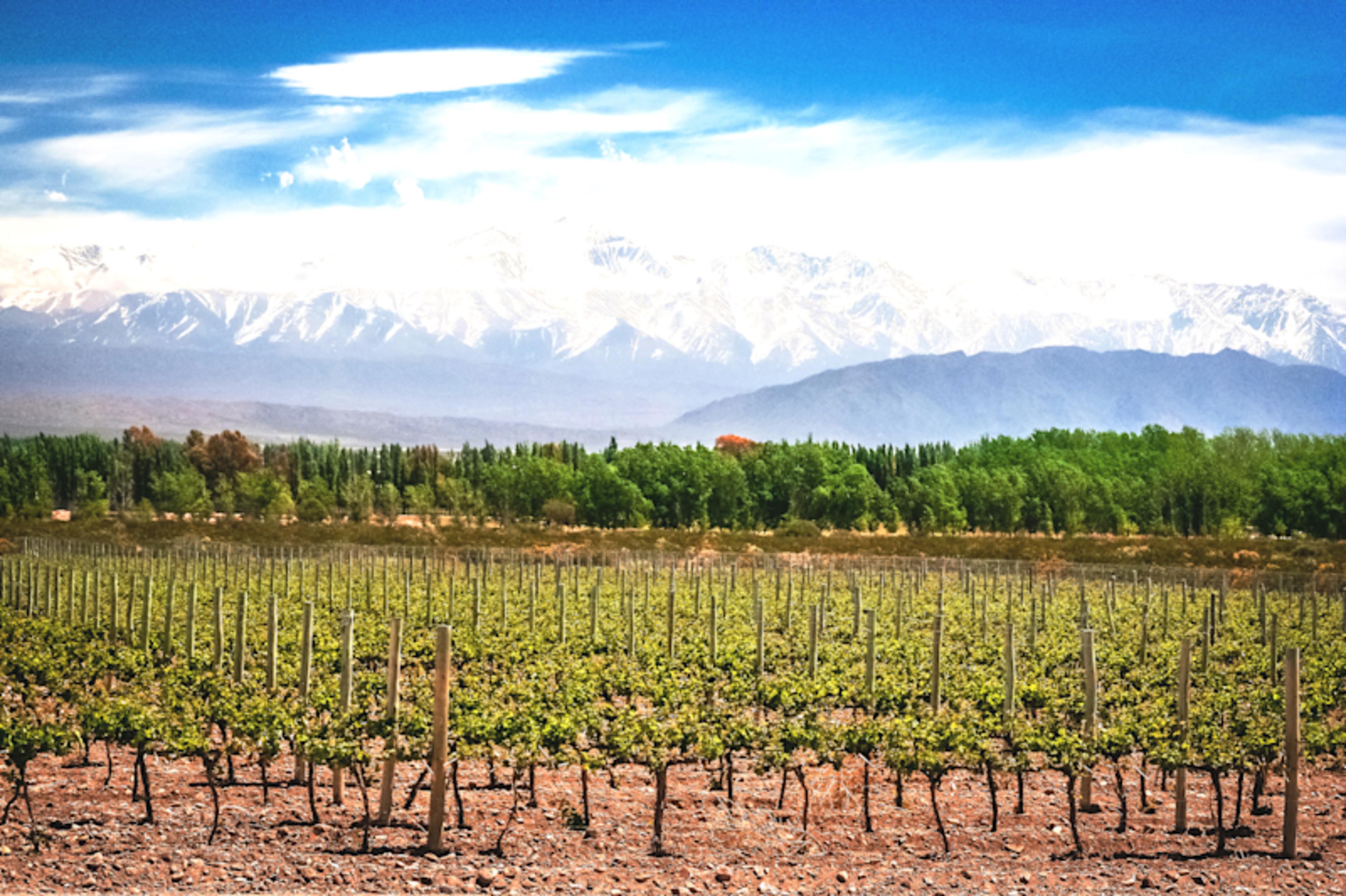Chilean Valleys & Malbecs of Mendoza