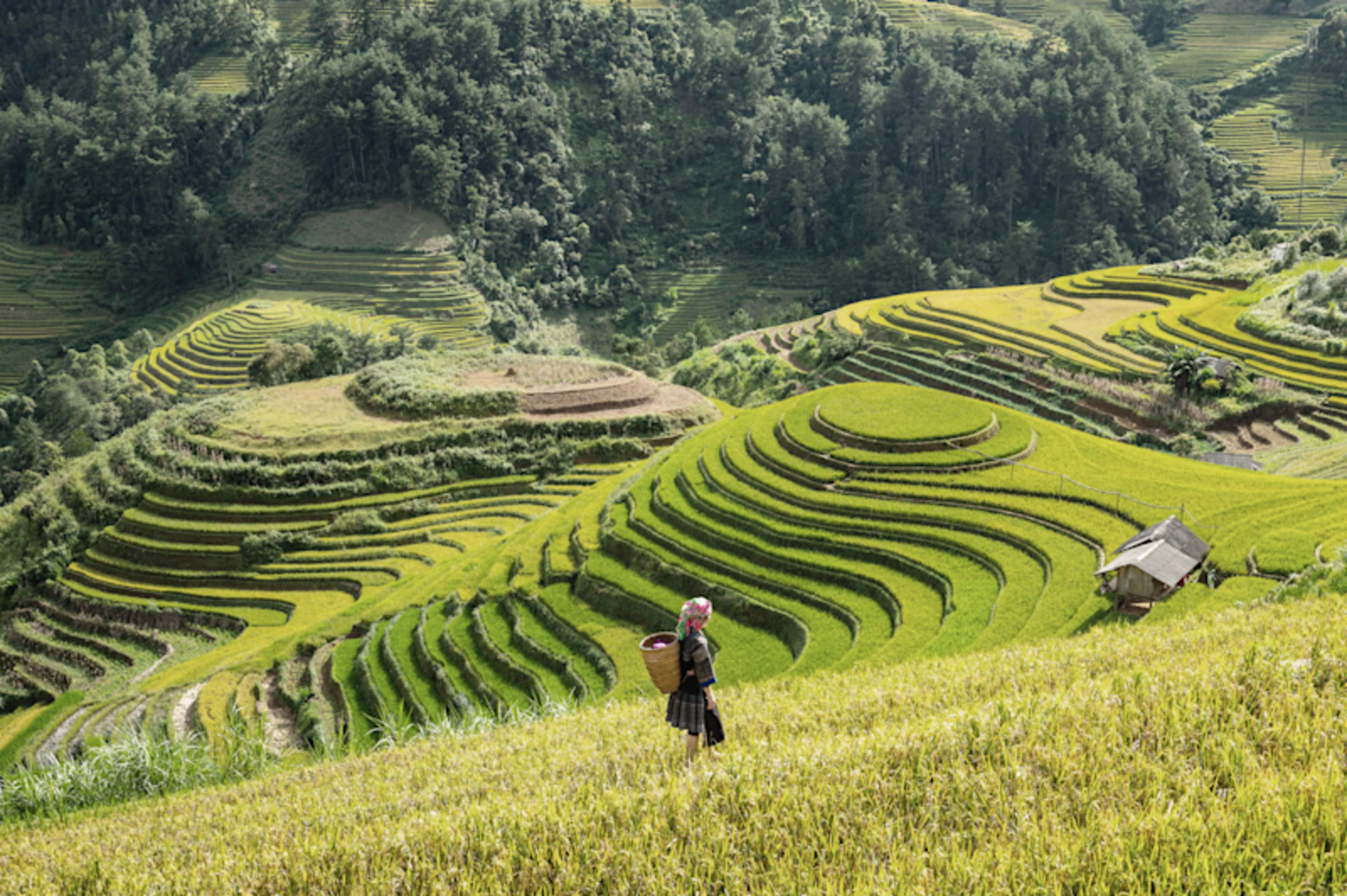 Vietnam's Hidden Highlands & Island Retreats 