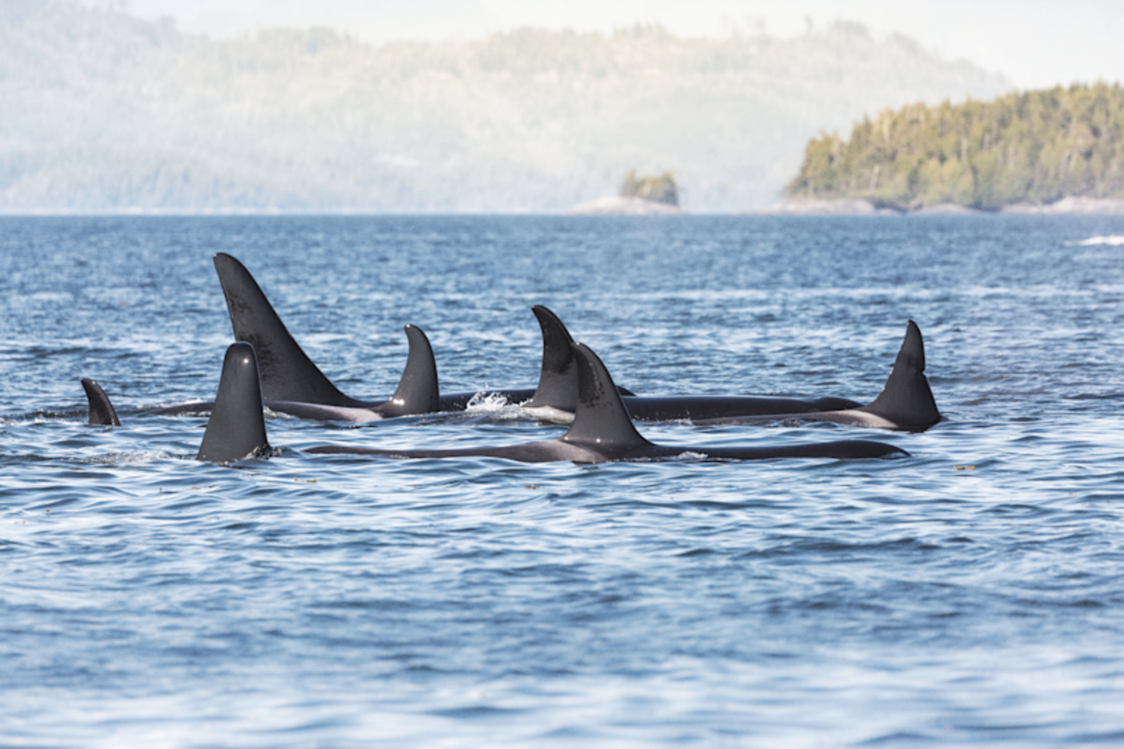 Active Vancouver Island