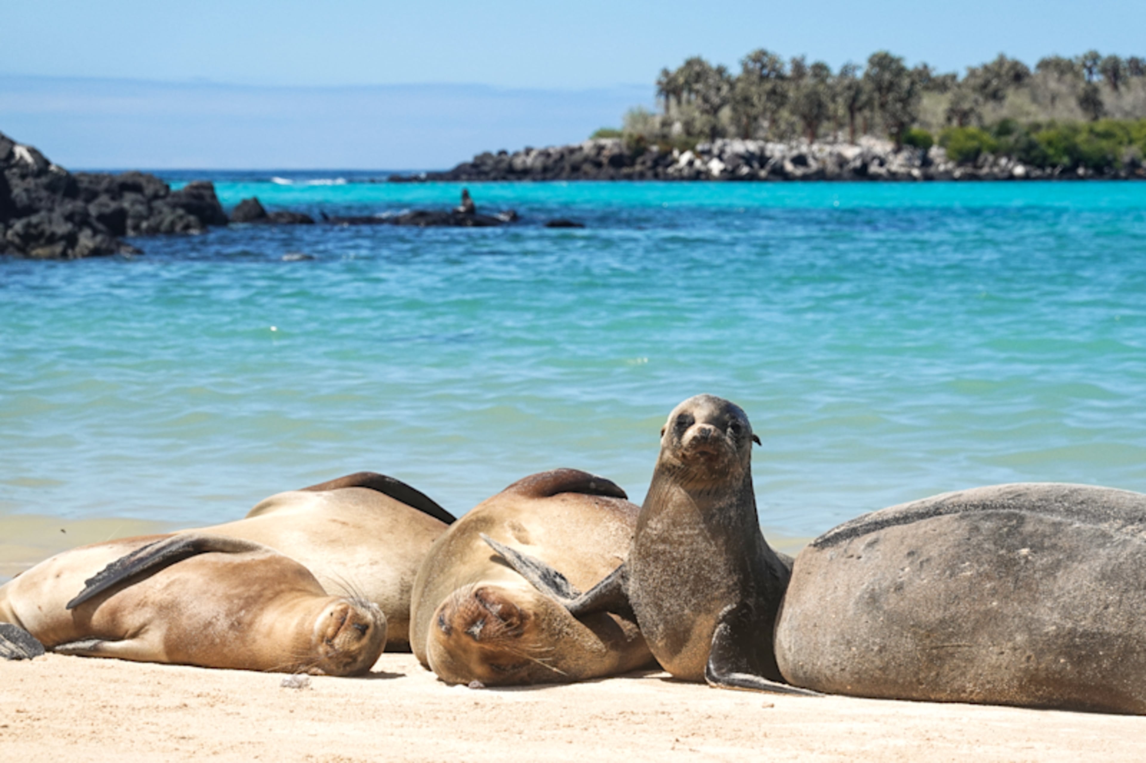 Galápagos Up Close: An Intimate Catamaran Adventure