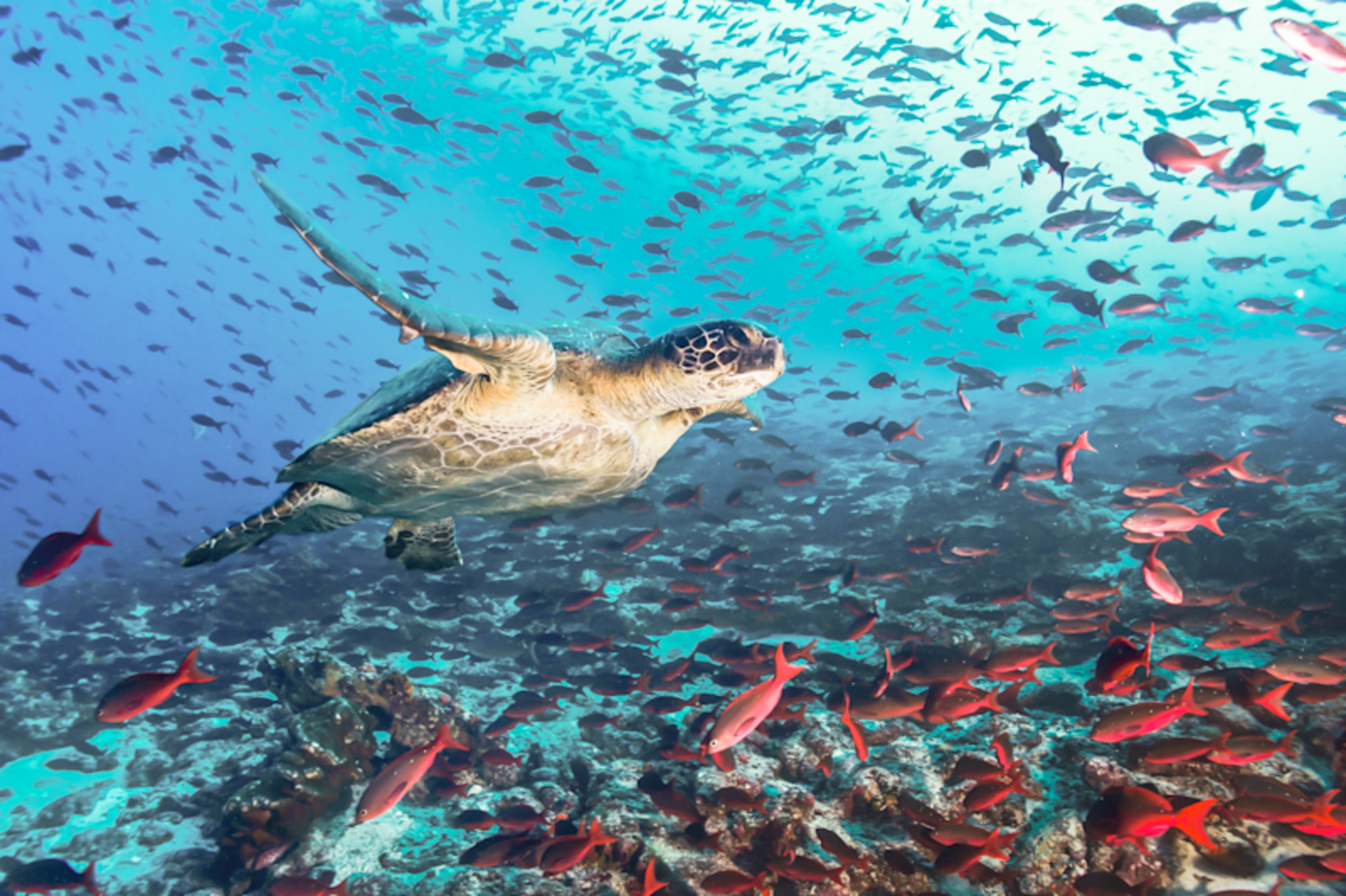 Galapagos Explorer: Land & Sea Expedition