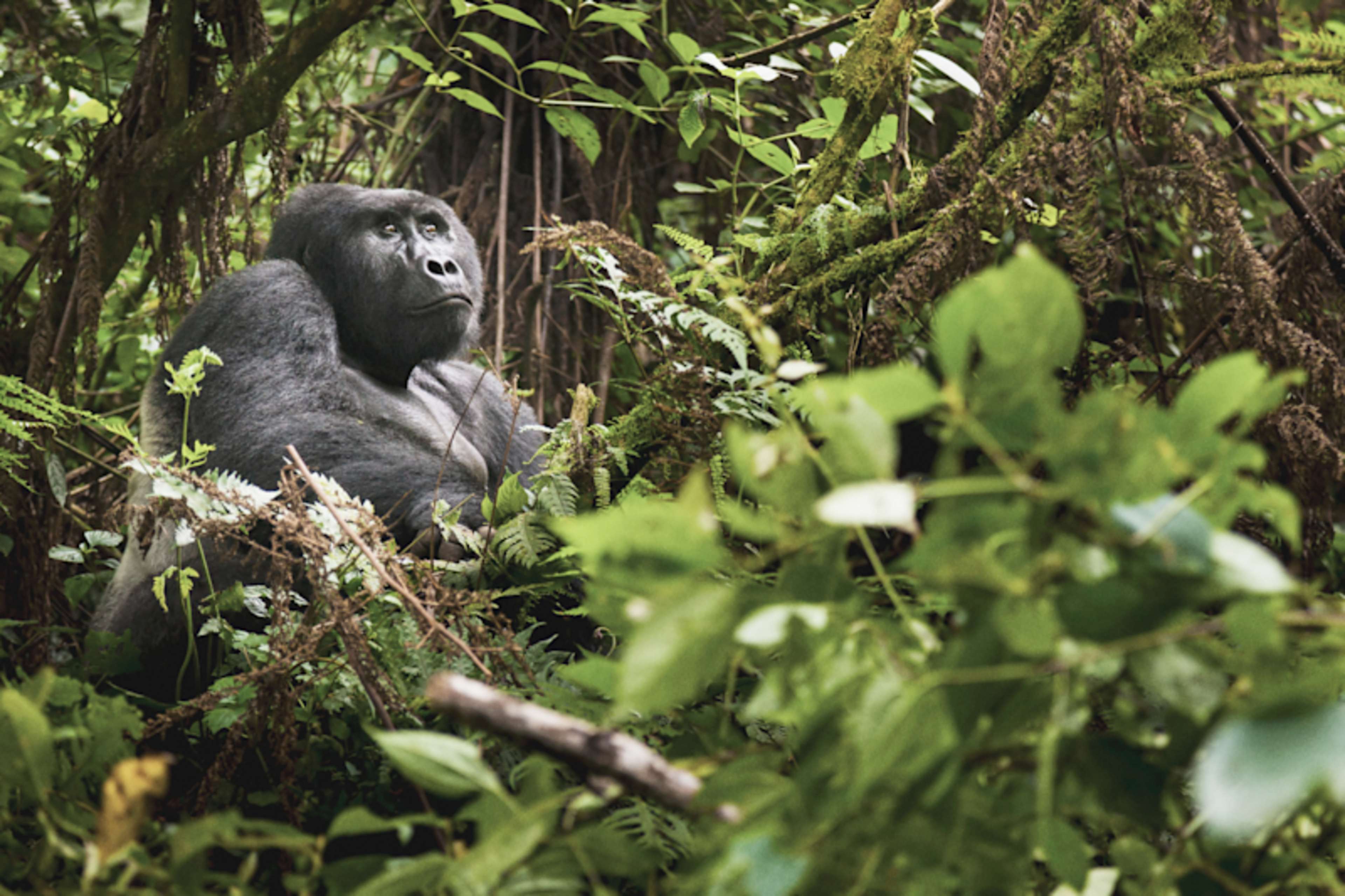 Rwanda Gorillas & Serengeti Safari