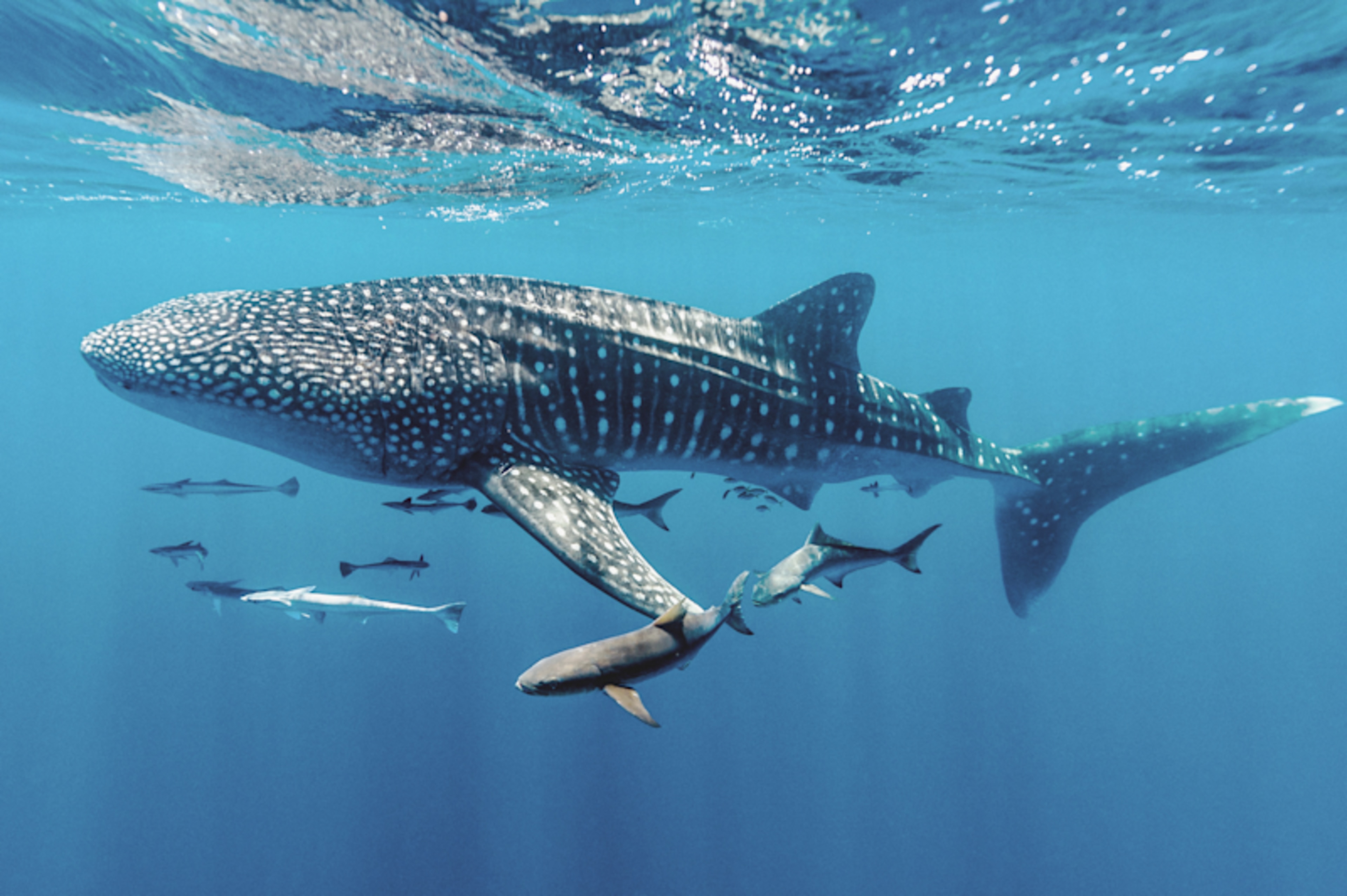 Western Australia In-Depth