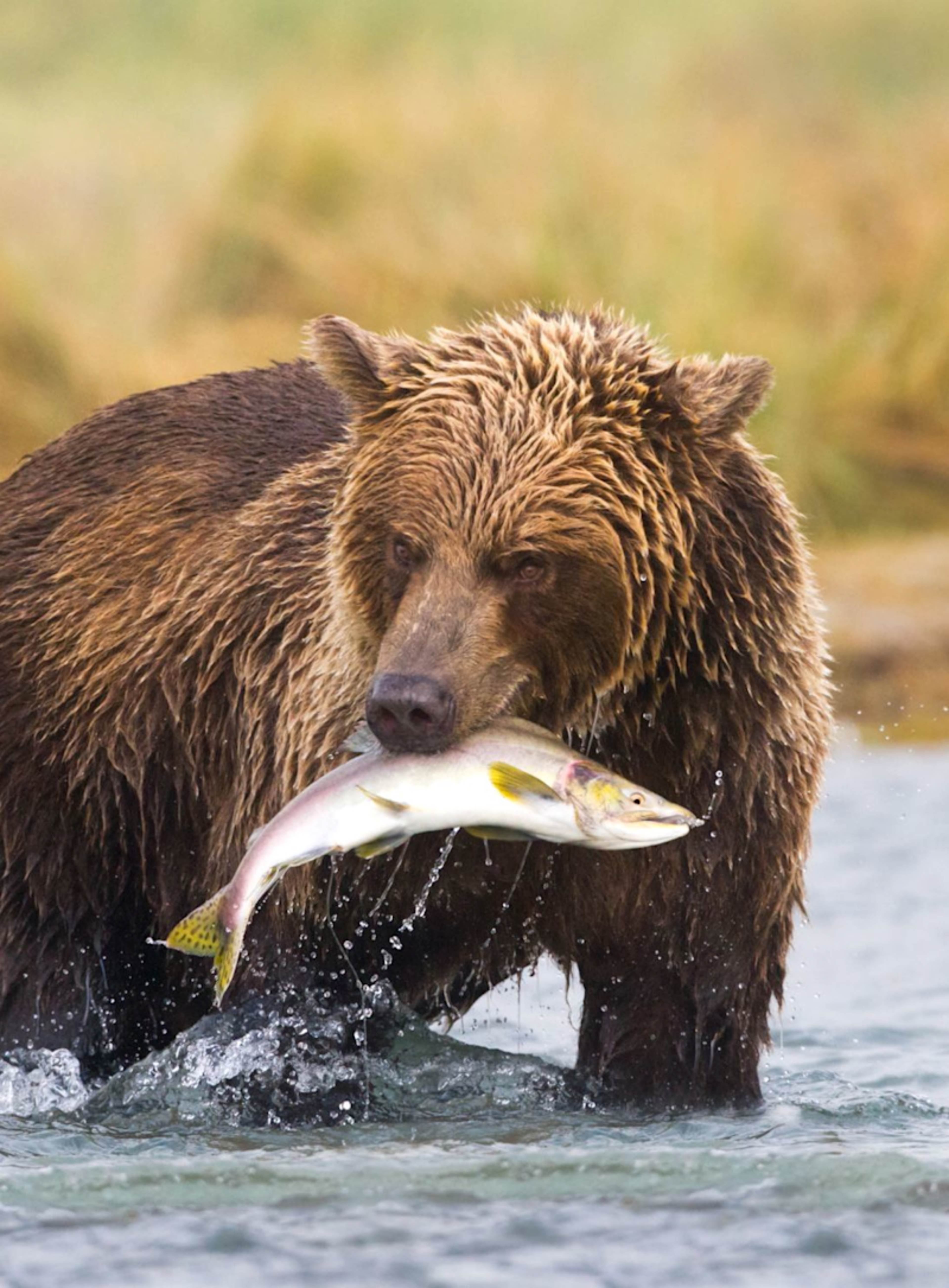 Inside Passage Cruise & Alaska's Wilderness